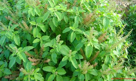 Indian Medicine Plant Tulsi Videos, Download The BEST Free 4k .